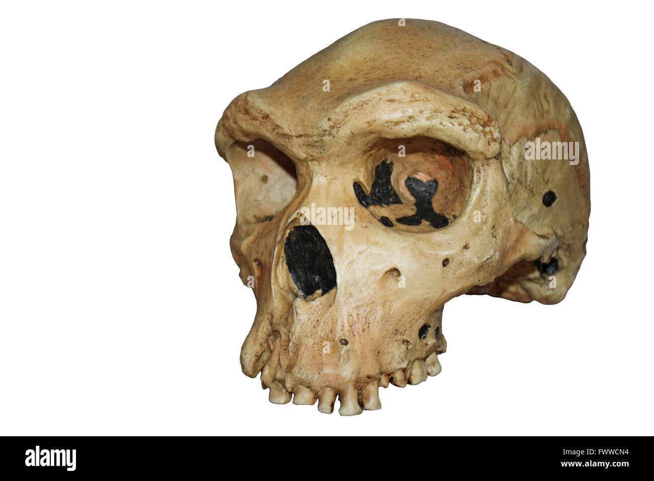 Réplica del cráneo de Homo heidelbergensis, hombre de Rhodesia - Kabwe 1 Foto de stock