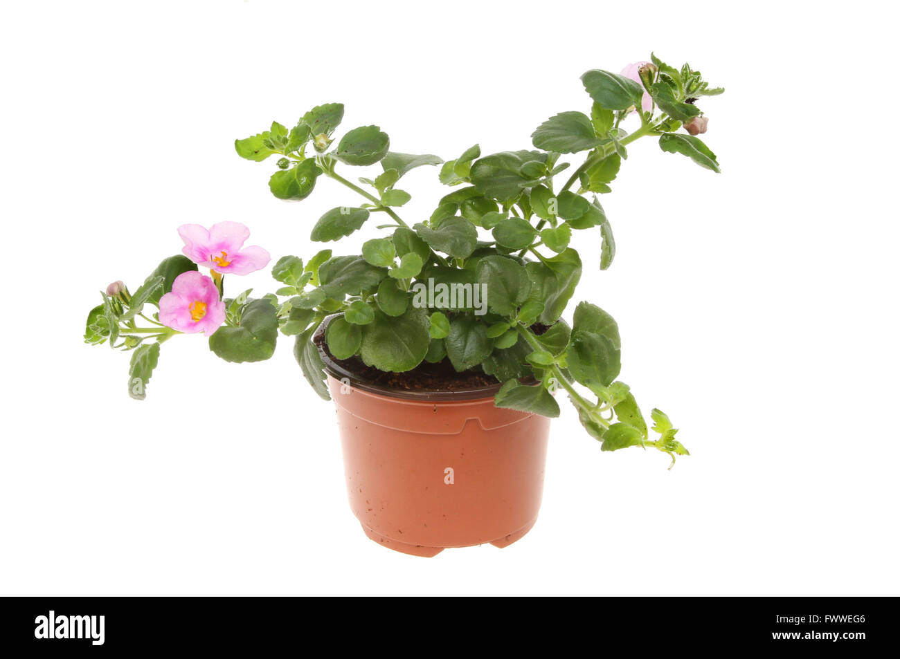 El bacopa floración planta en una maceta aislado contra un blanco  Fotografía de stock - Alamy