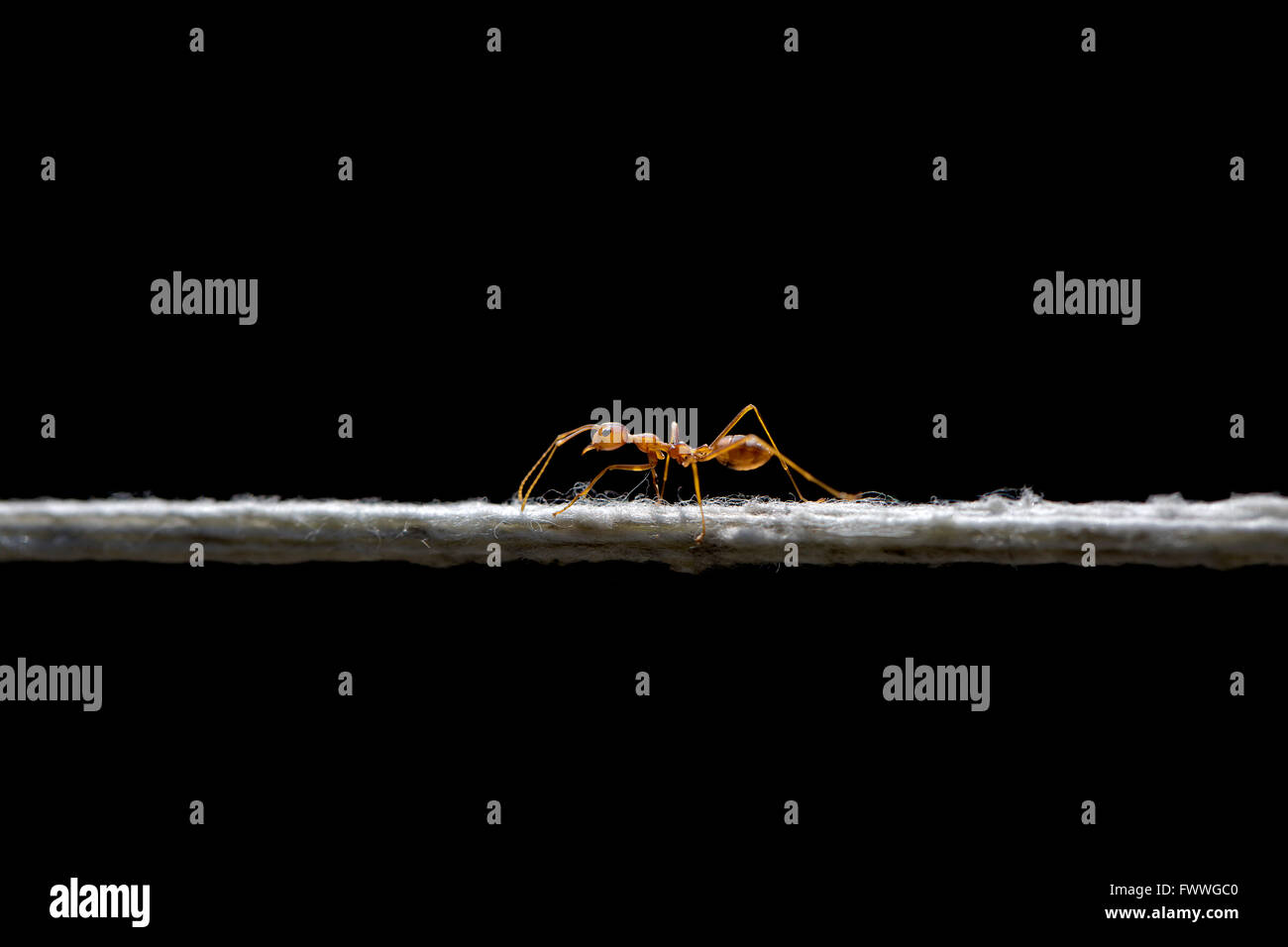 Weaver ant (Oecophylla smaragdina) manteniendo el equilibrio sobre una cuerda, provincia de Chiang Mai, Tailandia Foto de stock