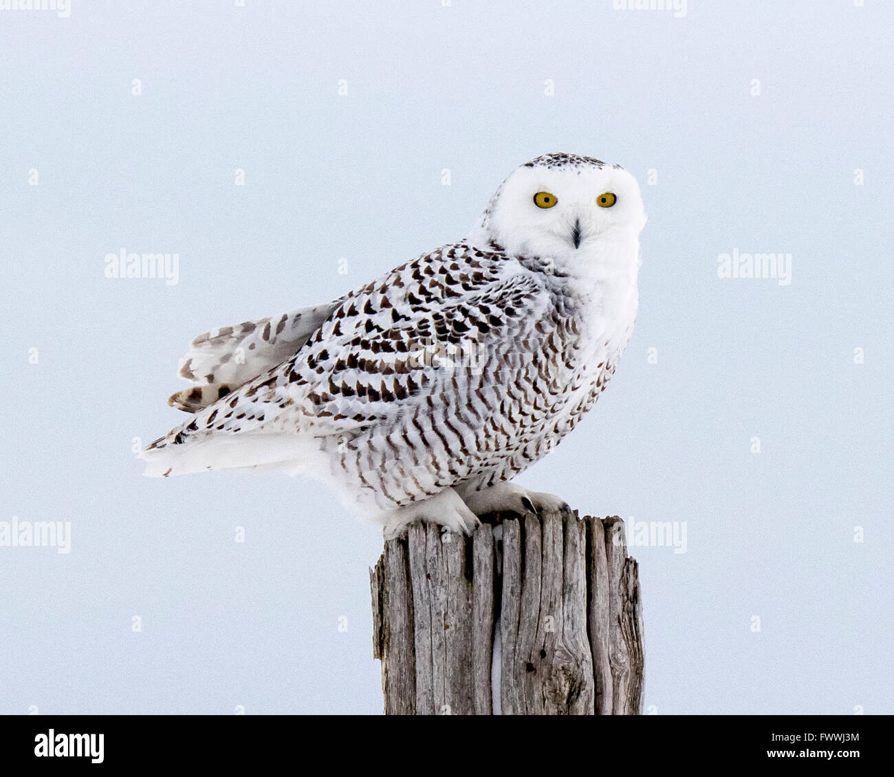 Snowy Owl sobre un poste de cerca Foto de stock
