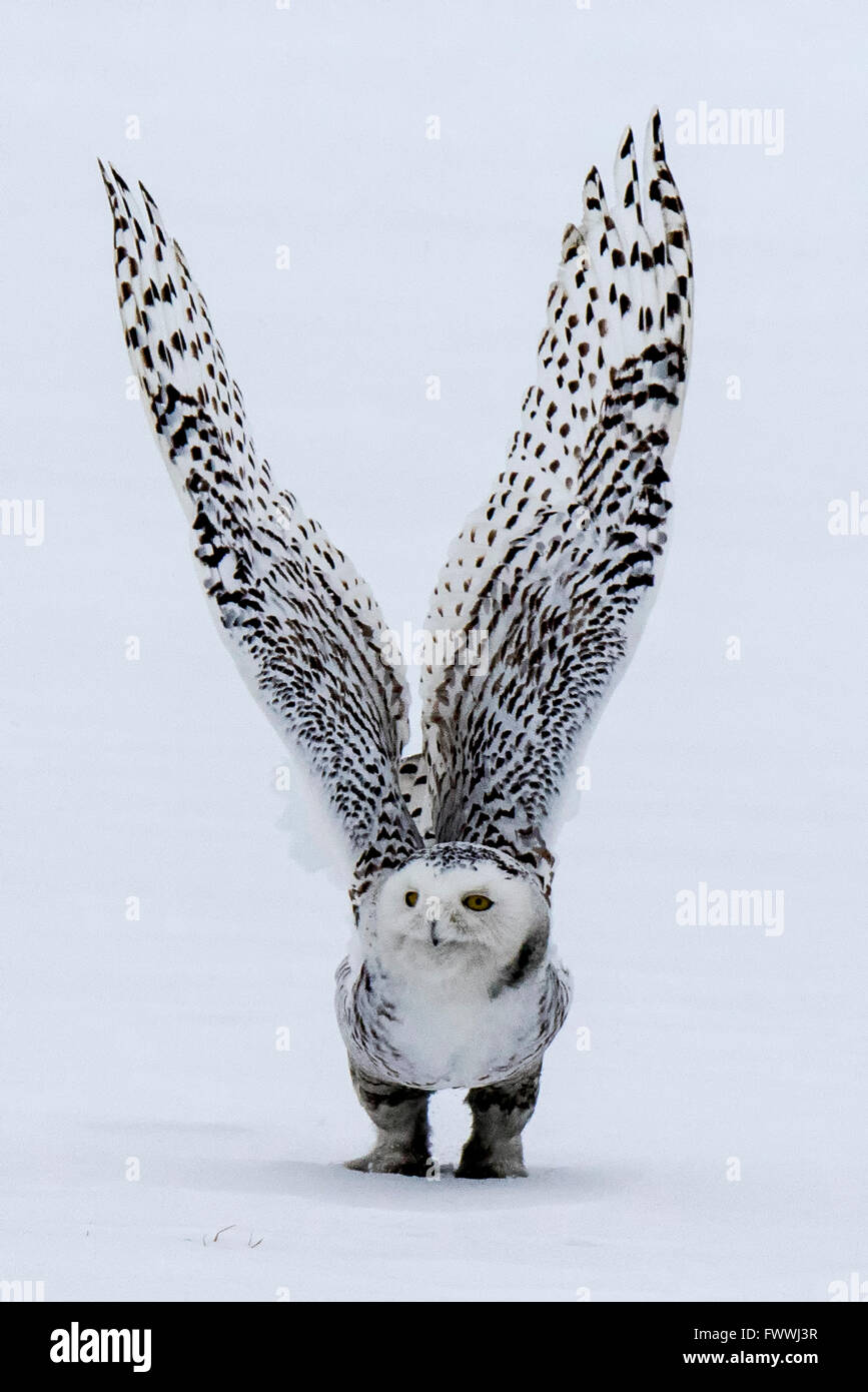 Búho nival aterrizó en un campo de invierno Foto de stock