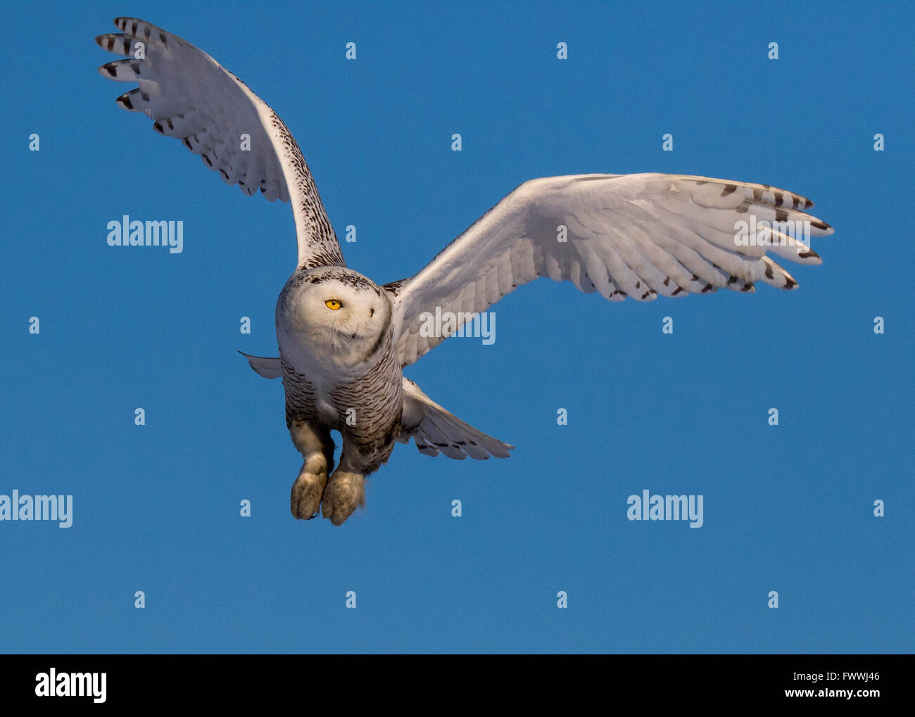 Snowy Owl en vuelo Foto de stock