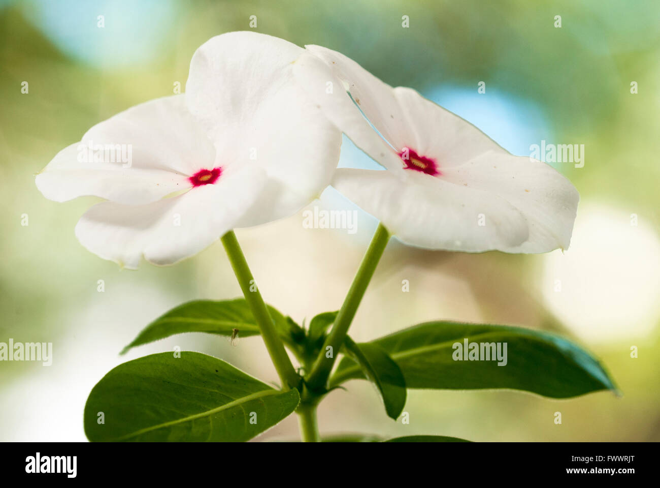 Catharanthus - Flores blancas con núcleo rosa y un punto central amarillo y fondo sin enfoque Foto de stock