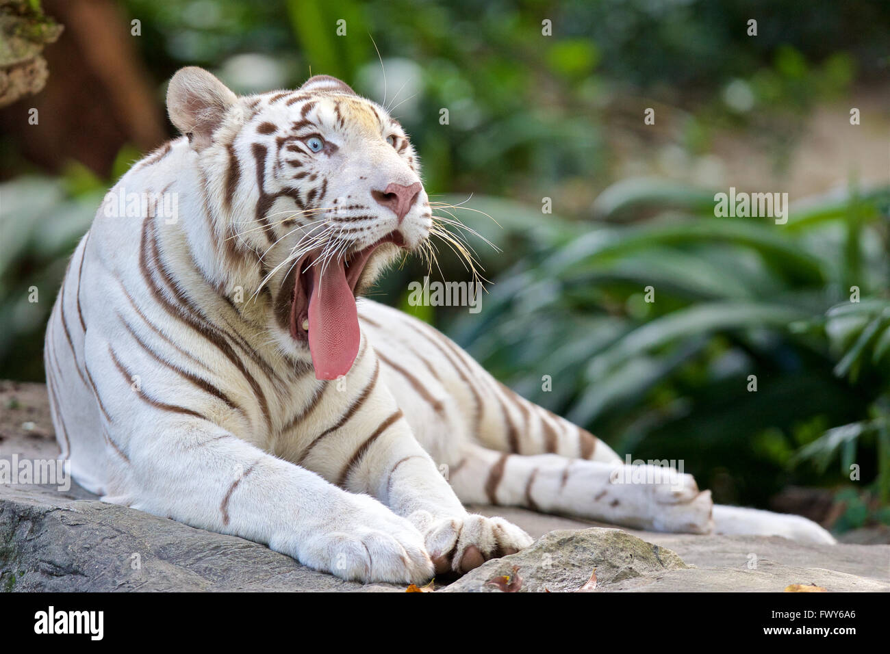 Zoo de Singapur tigre blanco ojos azules Foto de stock