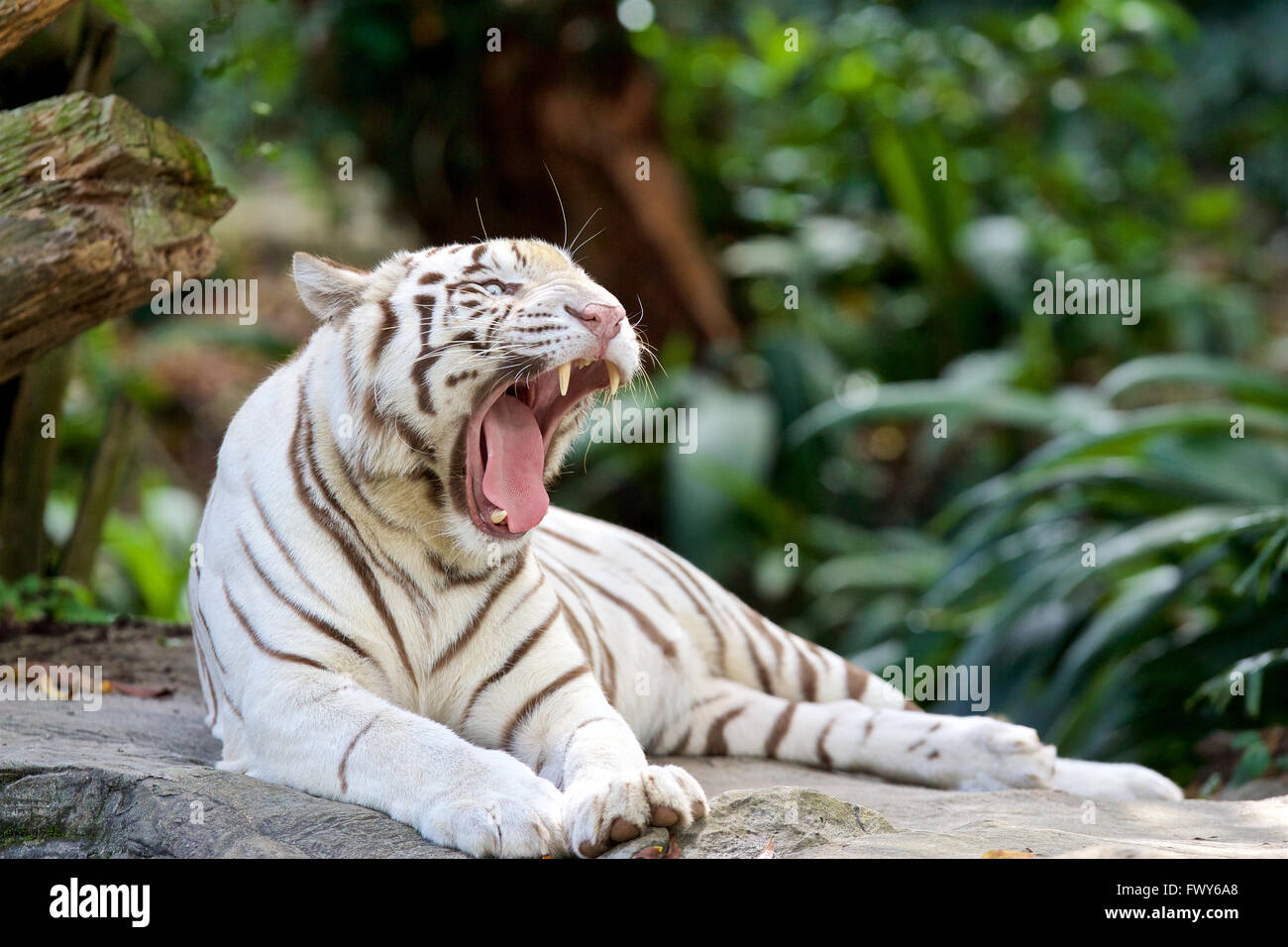 Zoo de Singapur tigre blanco ojos azules Foto de stock