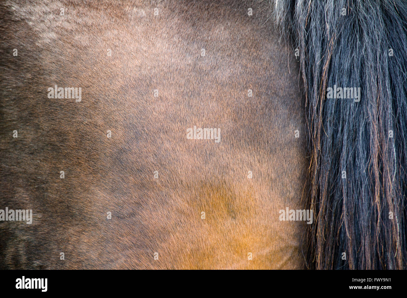 La textura del pelaje de caballos con cola negra Foto de stock