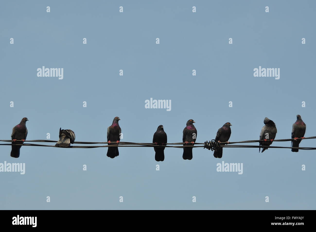 Una bandada de palomas, descansando sobre el cable eléctrico Foto de stock