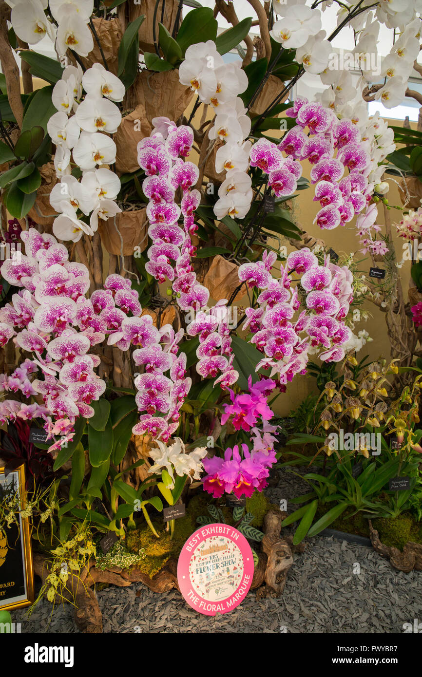 Flor se muestra dentro de una carpa de exposición en el RHS Hampton Court Flower Show Foto de stock