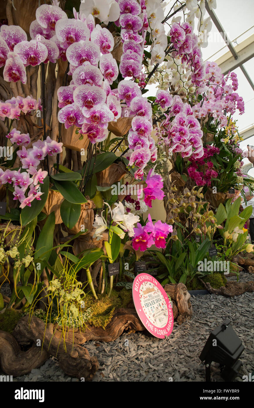 Flor se muestra dentro de una carpa de exposición en el RHS Hampton Court Flower Show Foto de stock