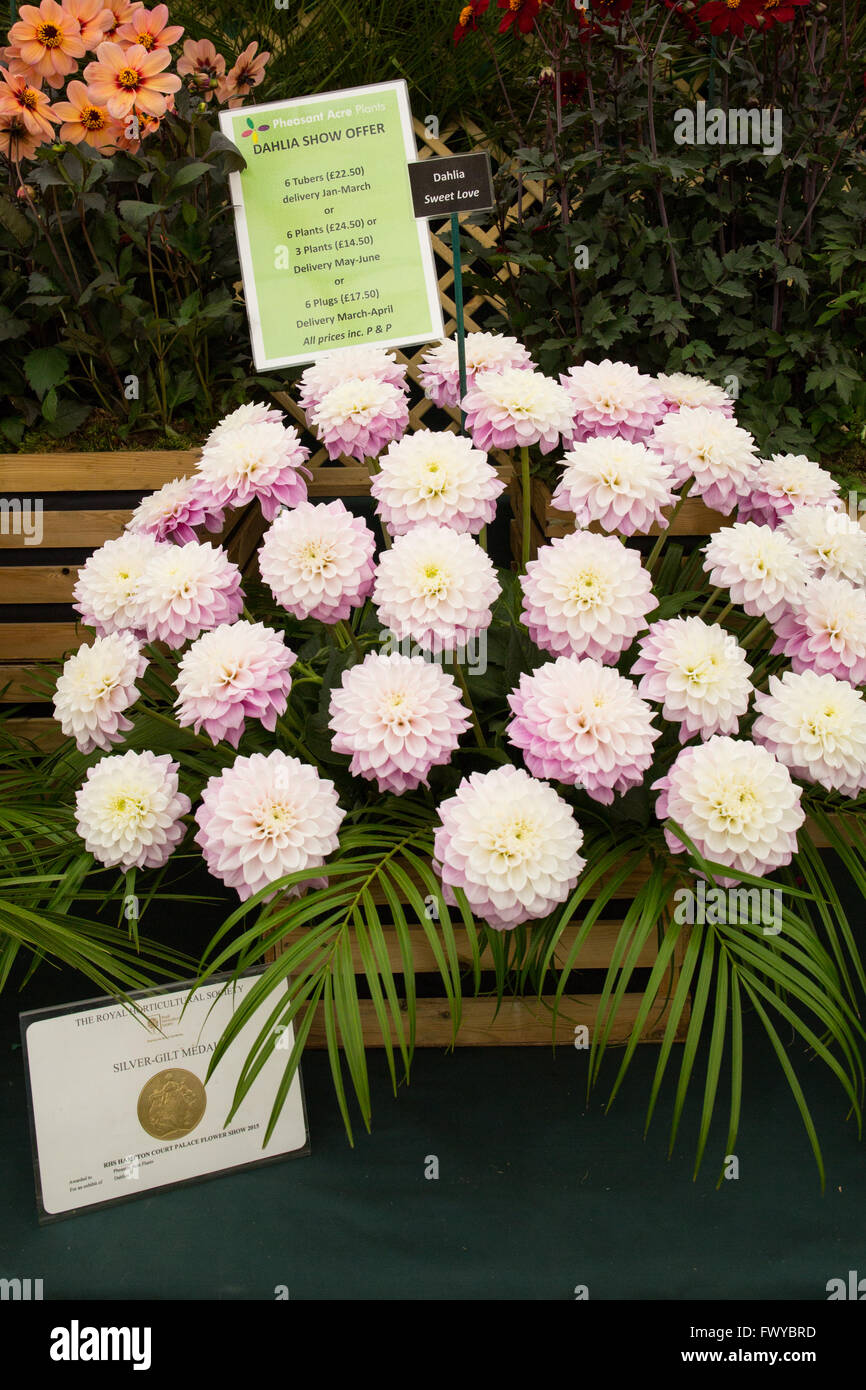 Flor se muestra dentro de una carpa de exposición en el RHS Hampton Court Flower Show Foto de stock