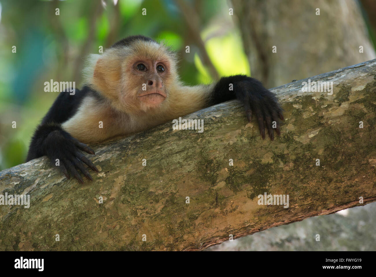 Capuchino de Cabeza blanca (Cebus capucinus), el Parque Nacional Manuel Antonio, provincia de Puntarenas, Costa Rica Foto de stock