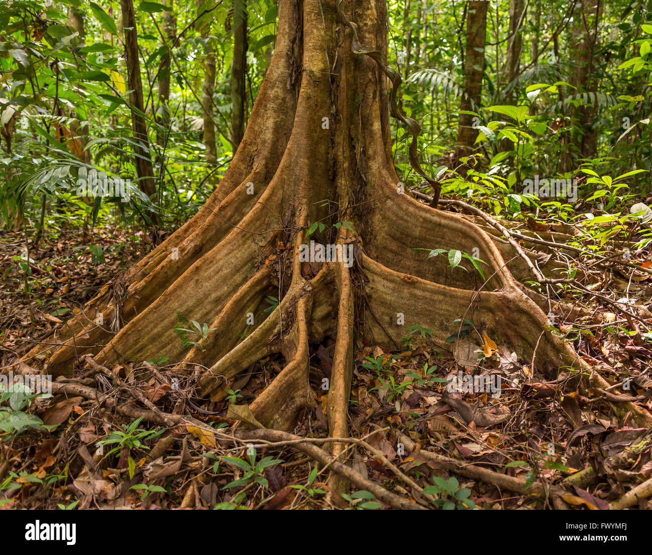 arbol caoba, mahogany significa caoba – Foto de Mahogany Springs, Bwindi  Impenetrable National Park - Tripadvisor