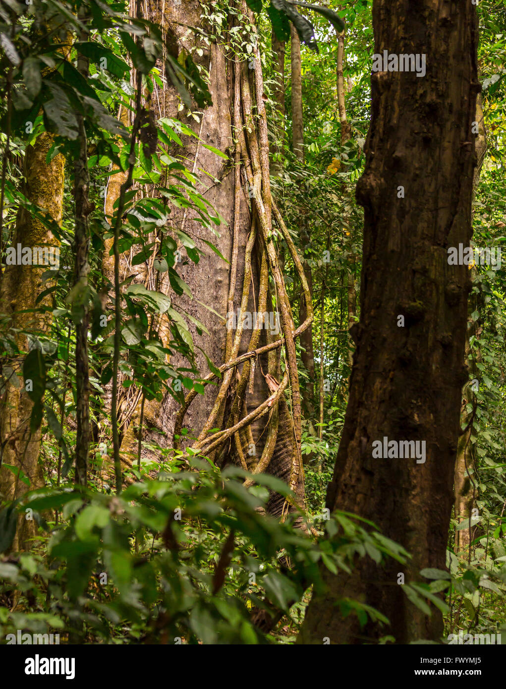 Península de Osa, Costa Rica - Epífita vides trepar un árbol en el bosque lluvioso. Foto de stock