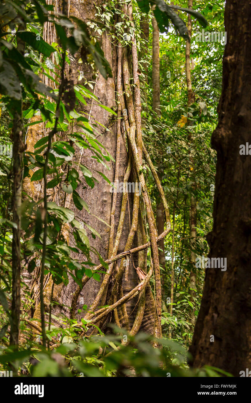 Península de Osa, Costa Rica - Epífita vides trepar un árbol en el bosque lluvioso. Foto de stock