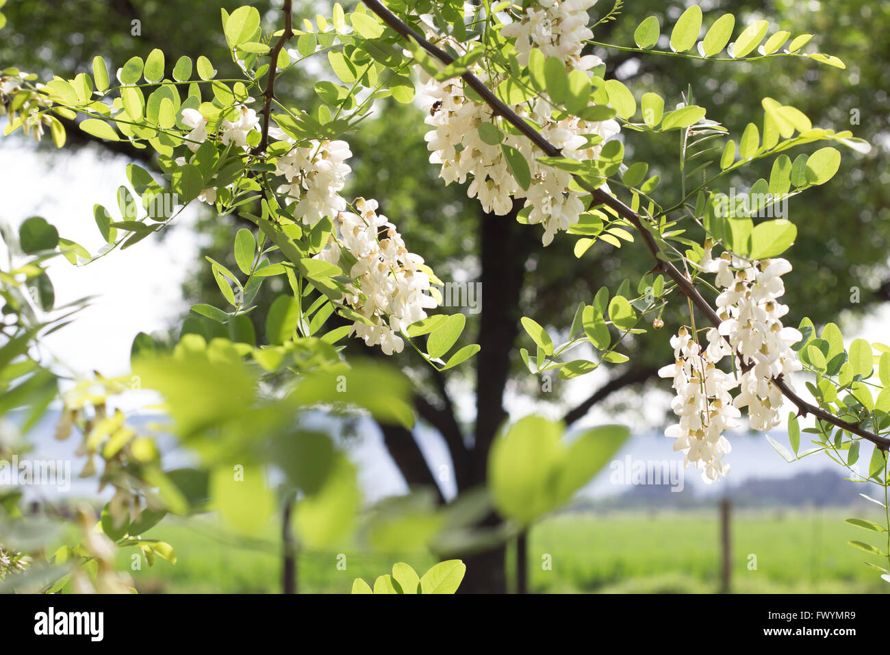 Foto de árbol Wistaria flores en ramas colgantes en el sol Fotografía de  stock - Alamy