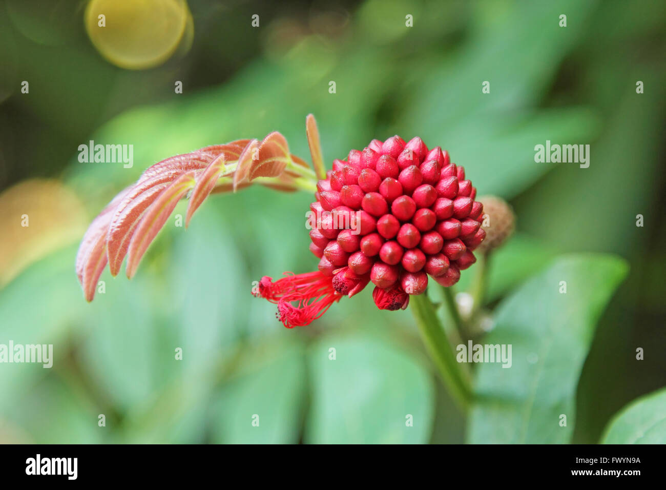 Close-up de color rojo brillante con flores exóticas de Tanzania Foto de stock