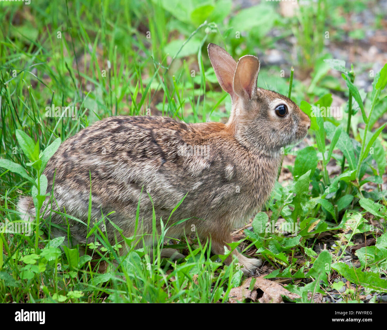 Cotton tail conejo sentado en Grassy parche Foto de stock