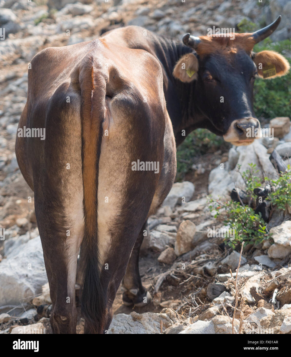 Una vaca nalgas abajo desde atrás mirando a la cámara Foto de stock