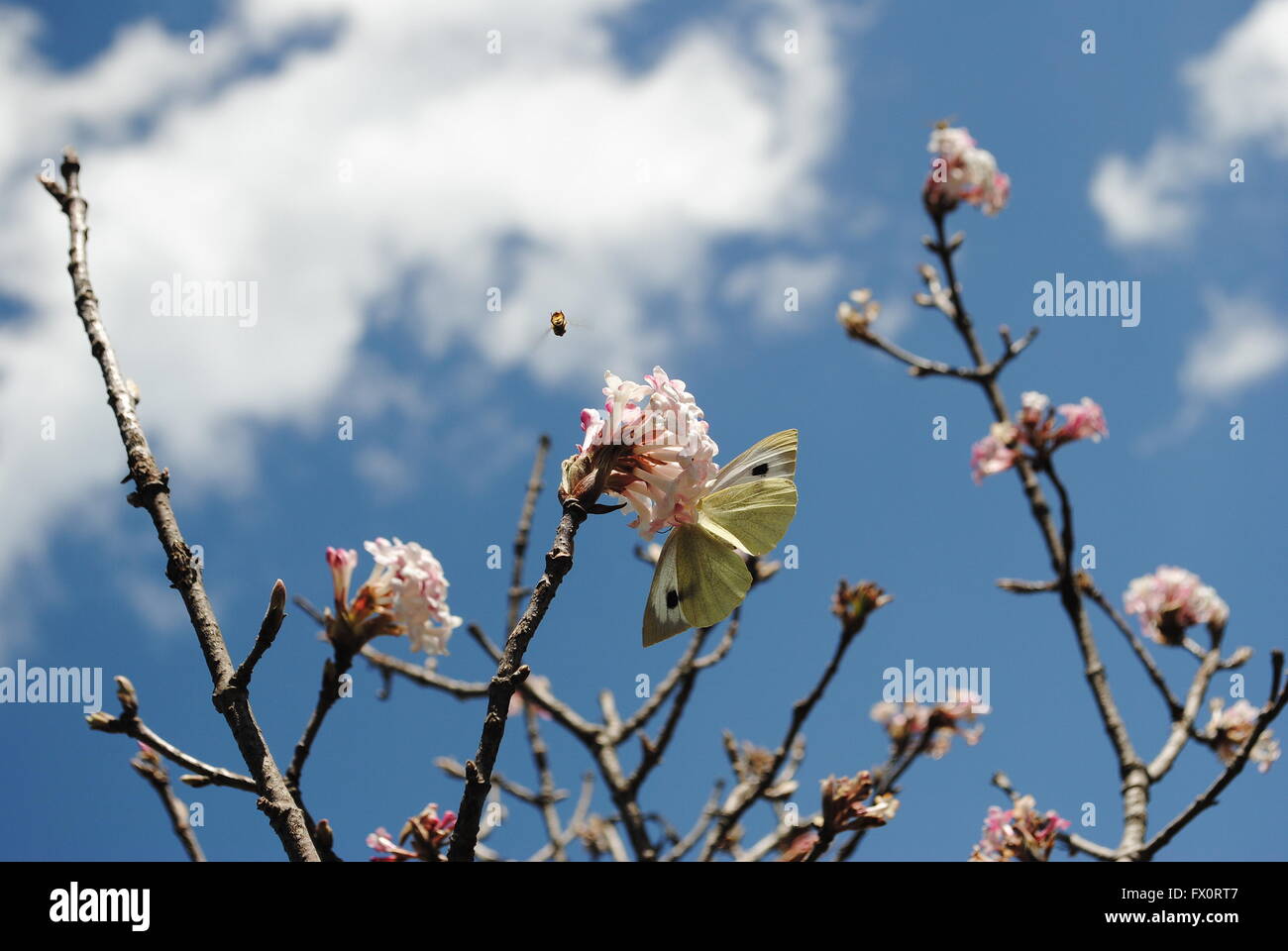 Mariposa col chupar néctar de un montón de flores de Apple. Foto de stock