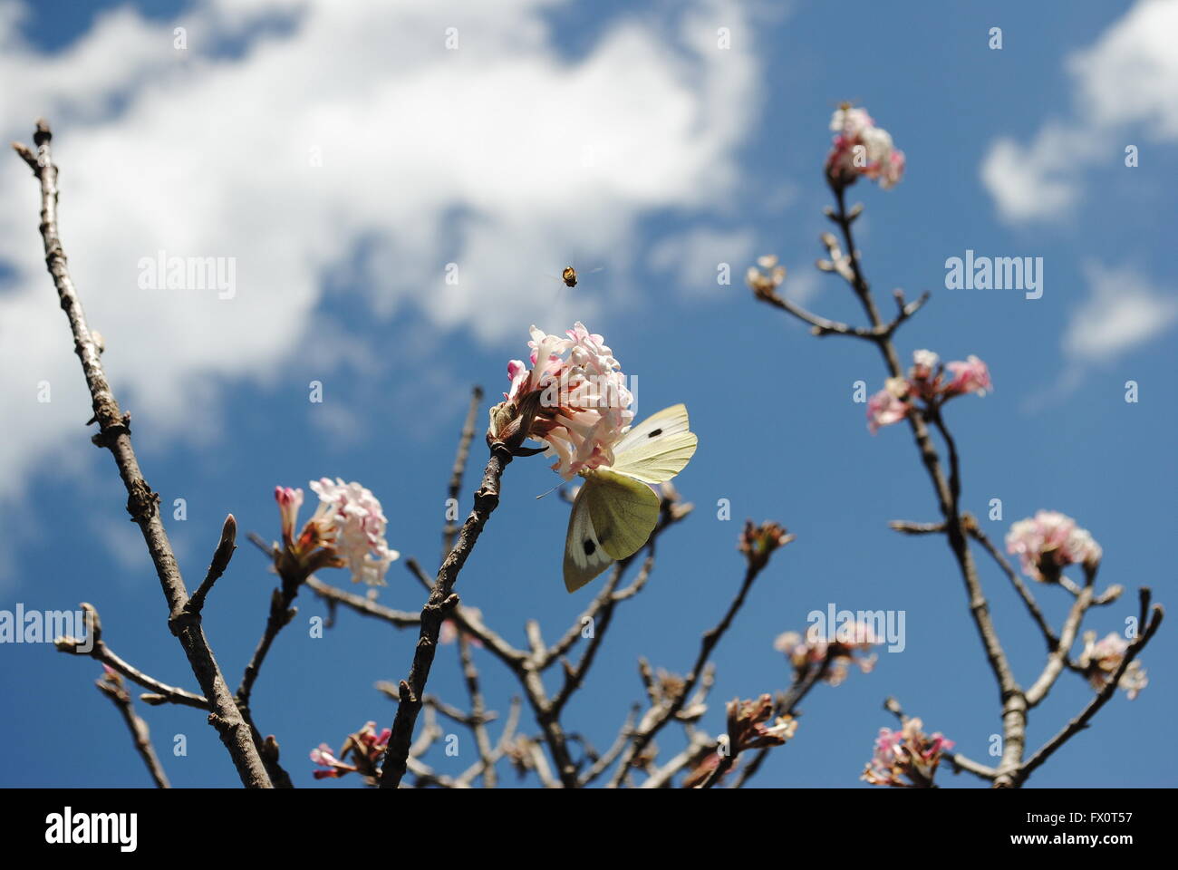 Mariposa col chupar néctar de un montón de flores de Apple. Foto de stock