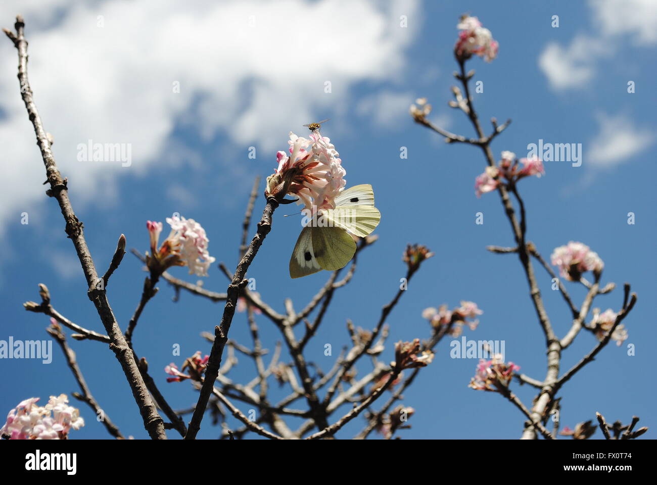 Mariposa col chupar néctar de un montón de flores de Apple. Foto de stock