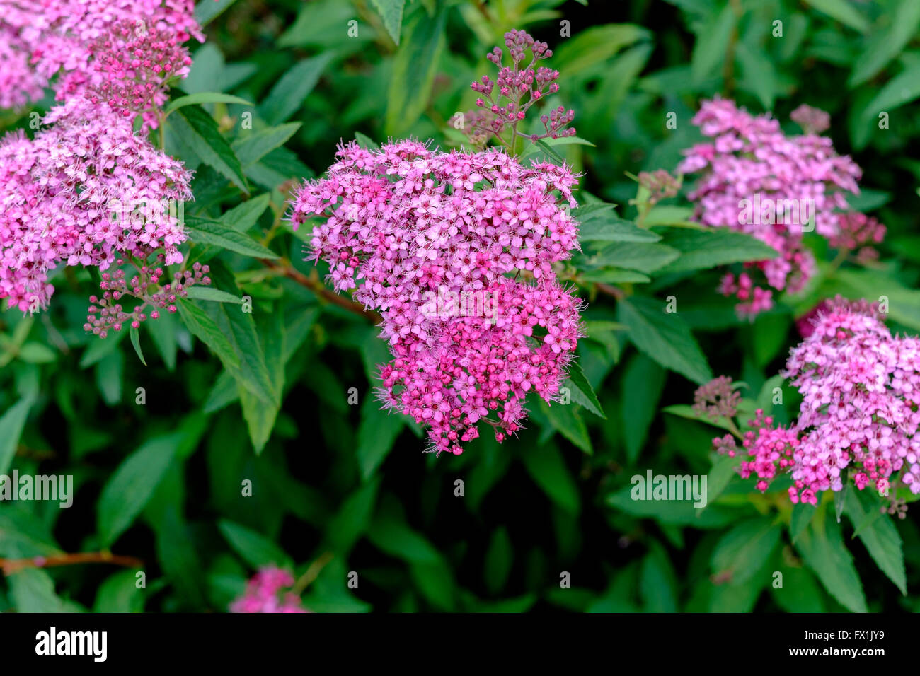 Spiraea japonica arbusto con flores de color rosa. Oklahoma, Estados Unidos  Fotografía de stock - Alamy