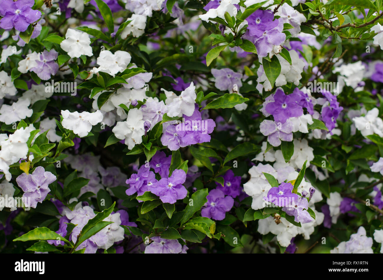 Brunfelsia Australis (ayer, hoy y mañana la flor) Foto de stock