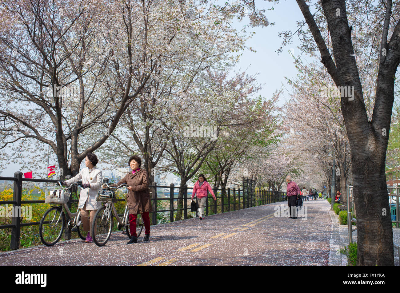 Dos señoras mayores caminar sus bicicletas y disfrutar de los cerezos en flor en el barrio Gwangjin-gu de Seúl, Corea del Sur. Foto de stock