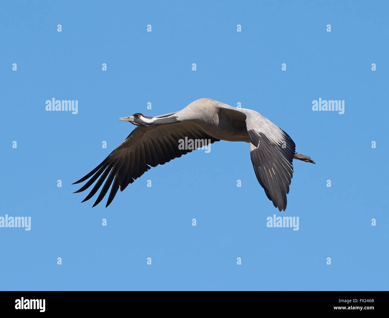 Grulla común en vuelo con cielos azules en el fondo Foto de stock