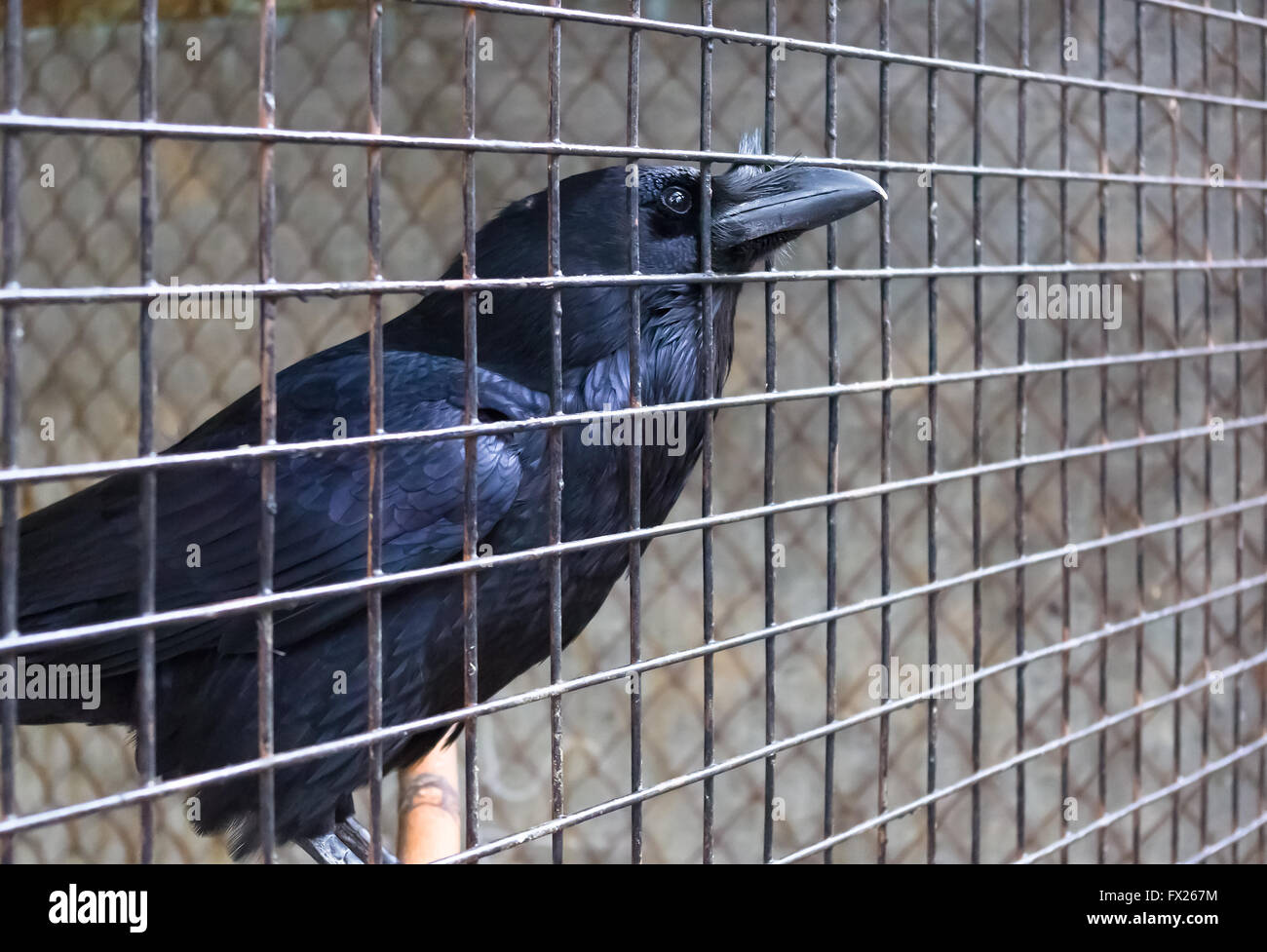 Vista lateral de un cuervo en una jaula, cerrar Fotografía de stock - Alamy