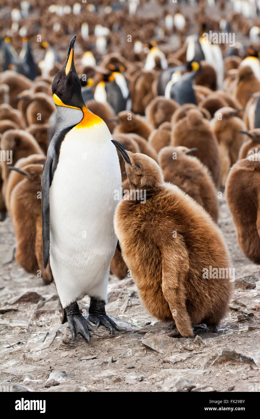 Alimentando un polluelo de pingüino rey (Aptenodytes patagonicus), Saint Andrews Bay, Isla Georgia del Sur Foto de stock