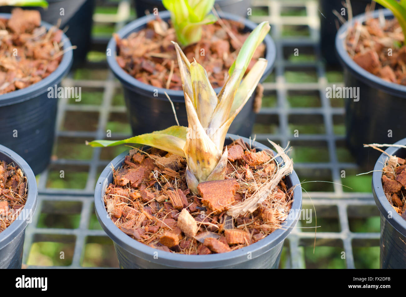 La podredumbre de la raíz y del tallo en la bromelia seedling Foto de stock