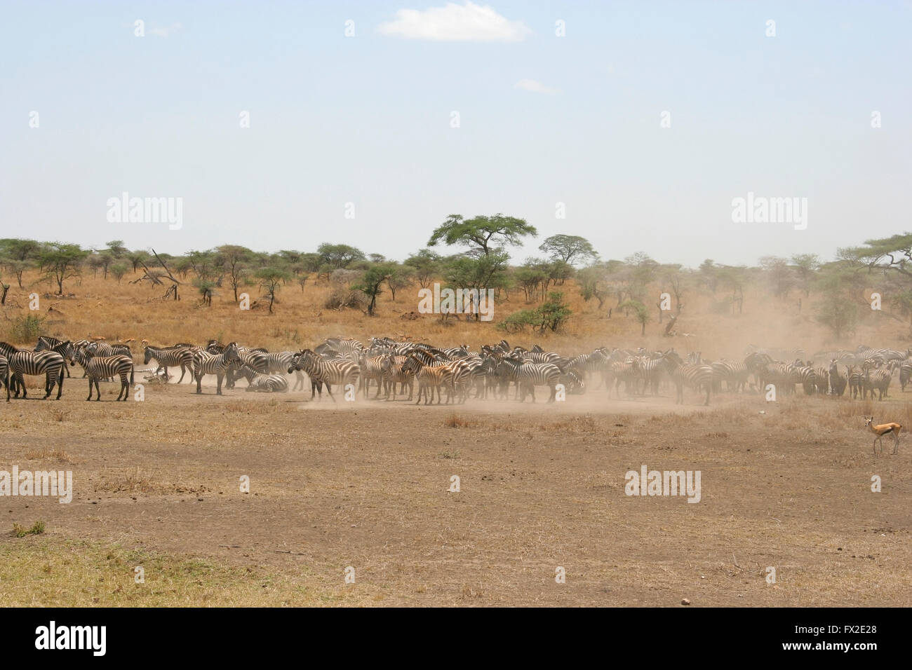 Una manada de cebras tomar un baño de polvo en la sabana del Parque Nacional del Serengeti, Tanzania, la más grande y famosa reserva Foto de stock