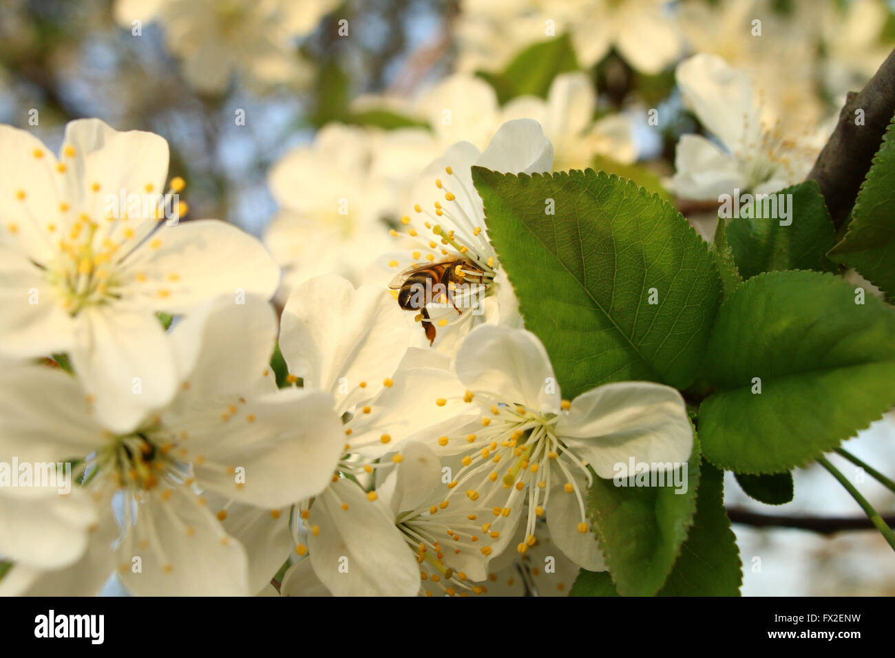 Abeja Néctar Bebidas floración de los cerezos en flor Foto de stock