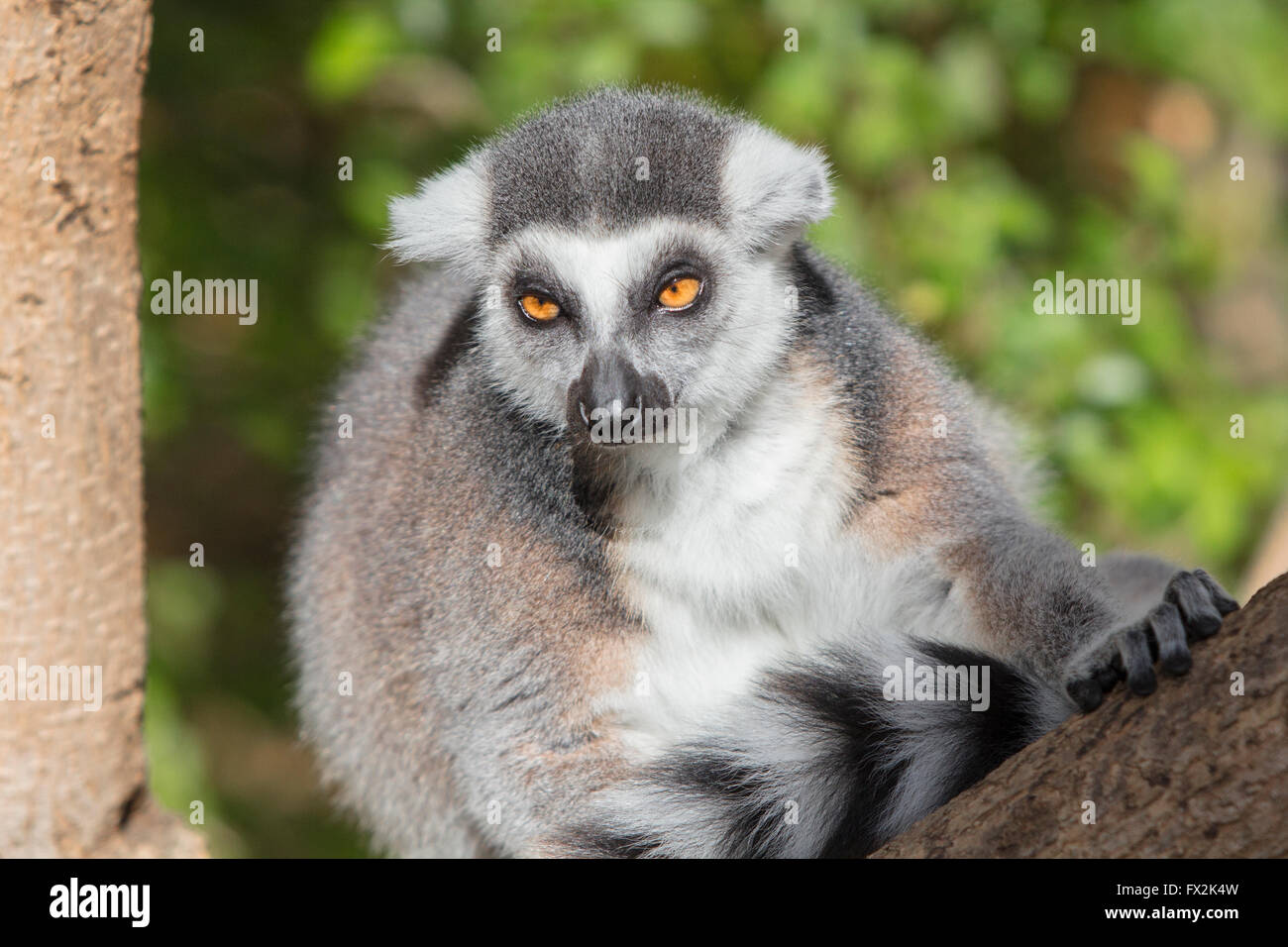 Lémur de cola anillada (Lemur catta) Foto de stock