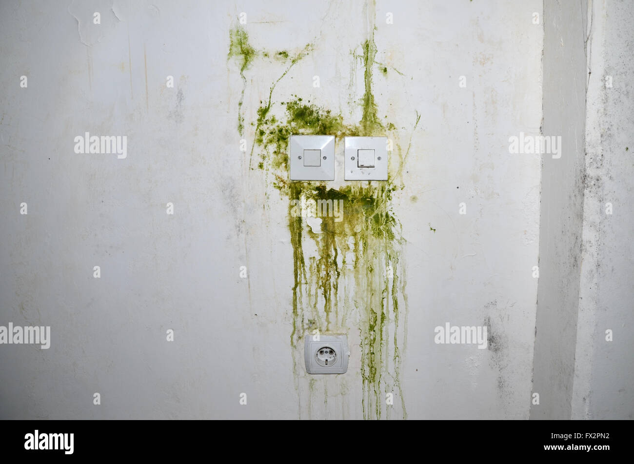 Moho verde en las paredes blancas con zócalos de plástico del interruptor y el enchufe de alimentación Foto de stock