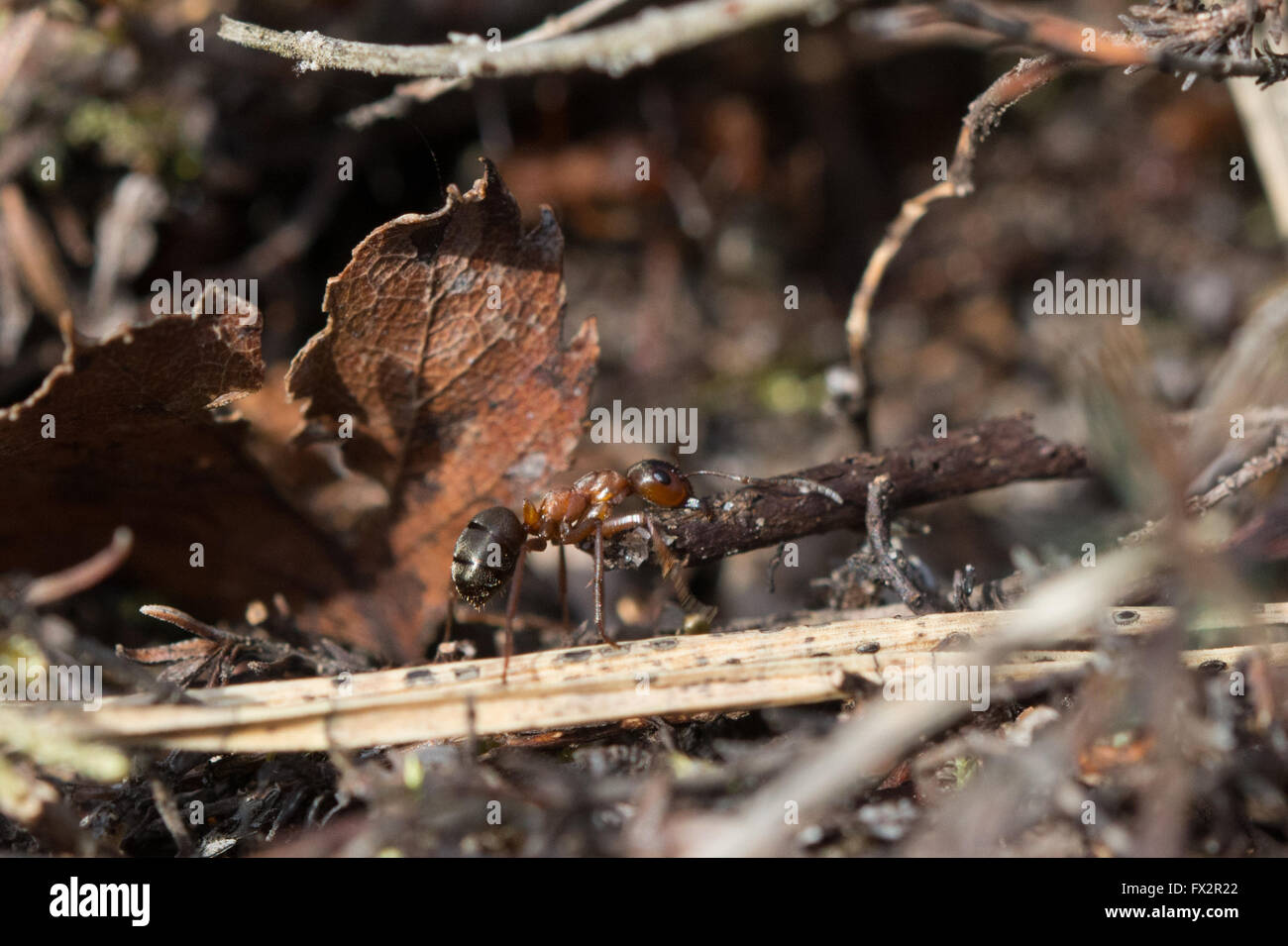 Sur de hormiga de madera (Formica rufa) que transporten grandes twig Foto de stock