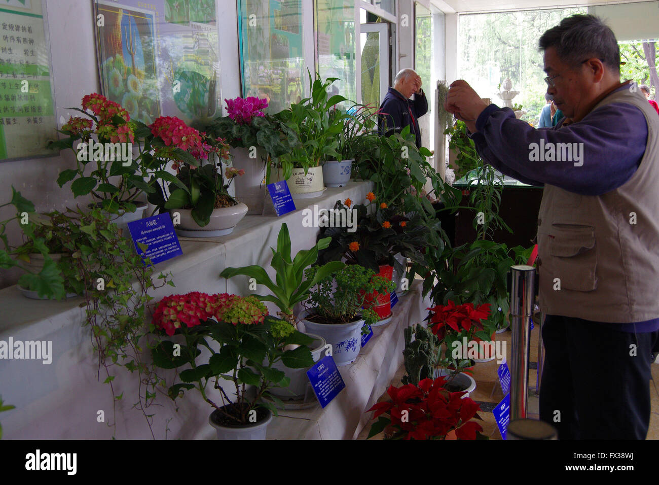 Gelsemium Fotos E Imagenes De Stock Alamy