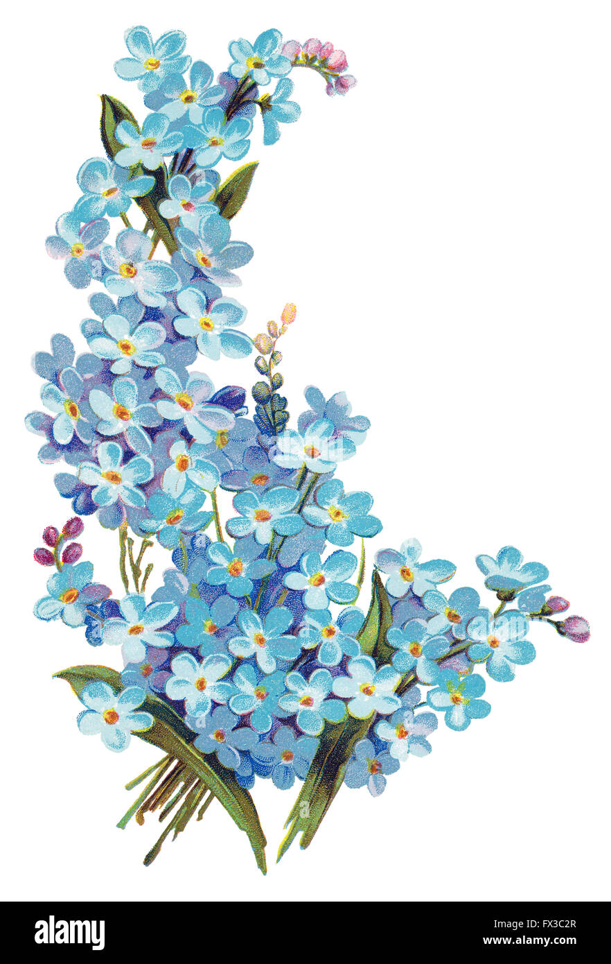 No me olvides las flores Imágenes recortadas de stock - Alamy