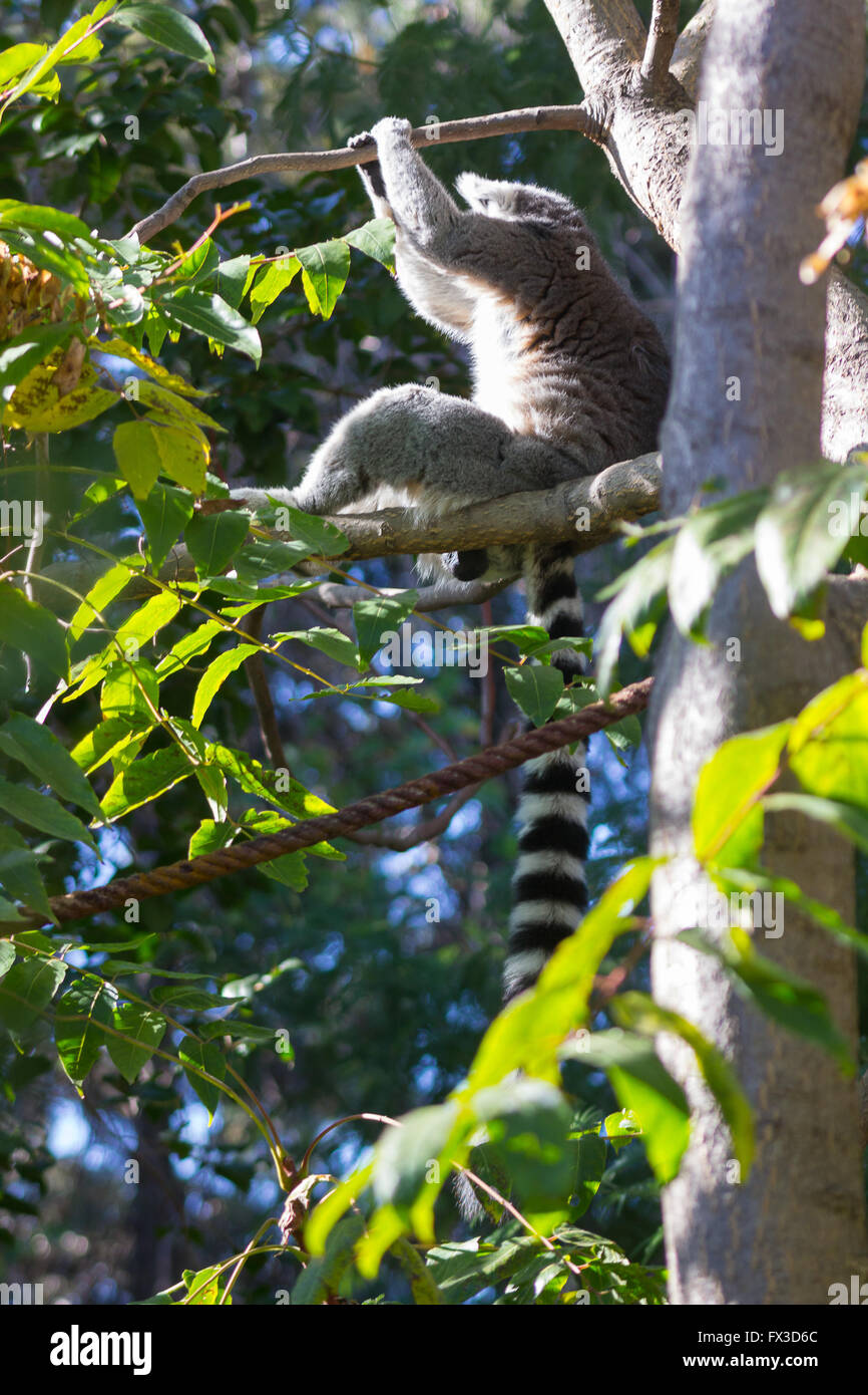 Lémur de cola de anillo o blanco frontal (Lemur catta) Foto de stock