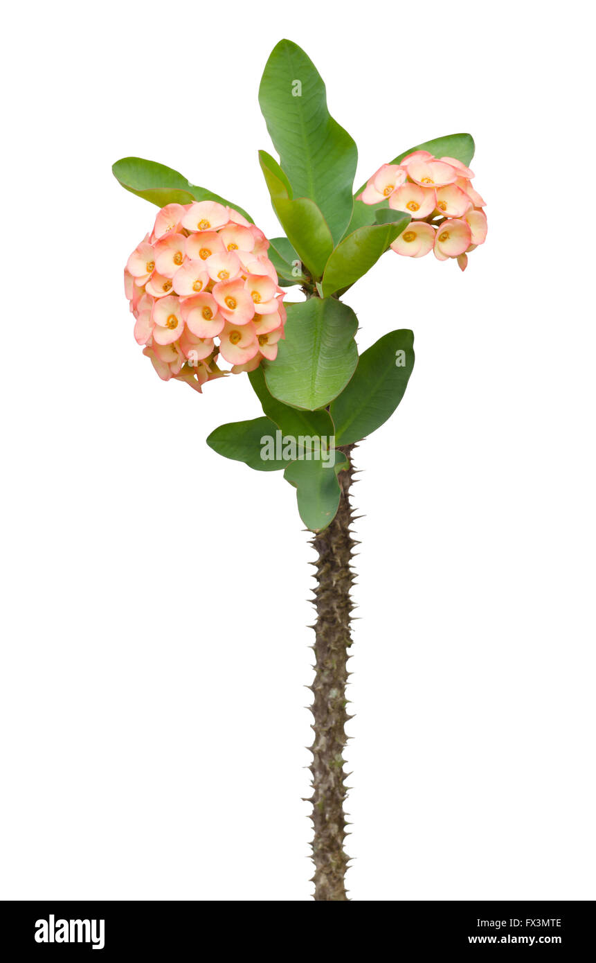 Planta de la corona de espinas Imágenes recortadas de stock - Alamy