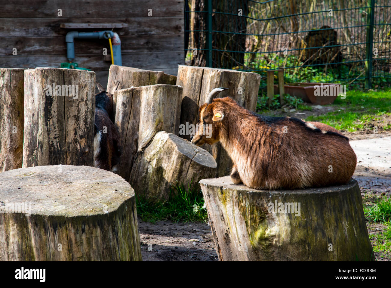 Cabra enana marrón sentado Foto de stock
