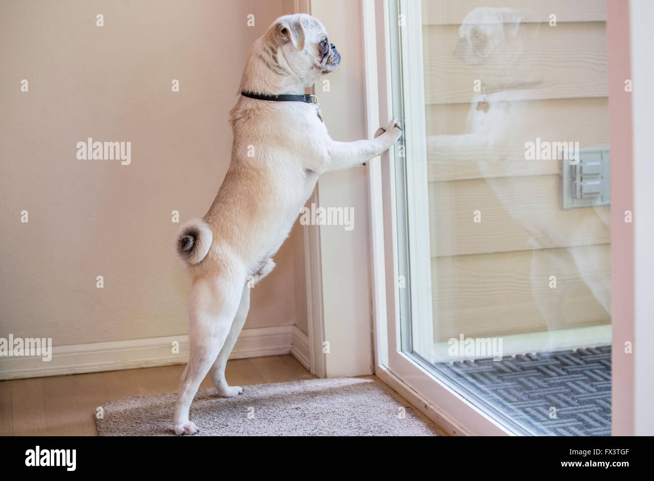 Max, un blanco cachorro de PUG, rascarse con impaciencia en la puerta para dejar salir, en Issaquah, Washington, EE.UU. Foto de stock