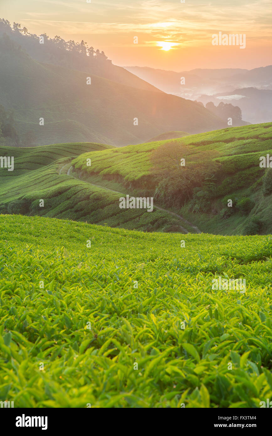 Plantación de té en Cameron Highlands, Malasia Foto de stock