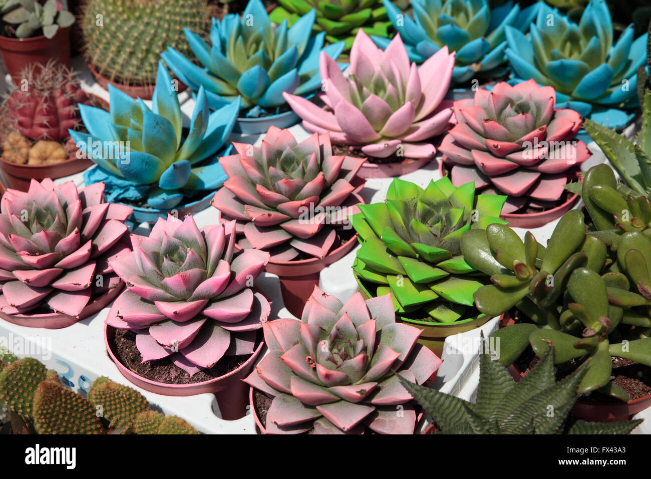 Los cactus y suculentas para la venta en el mercado, Estambul, Turquía  Fotografía de stock - Alamy