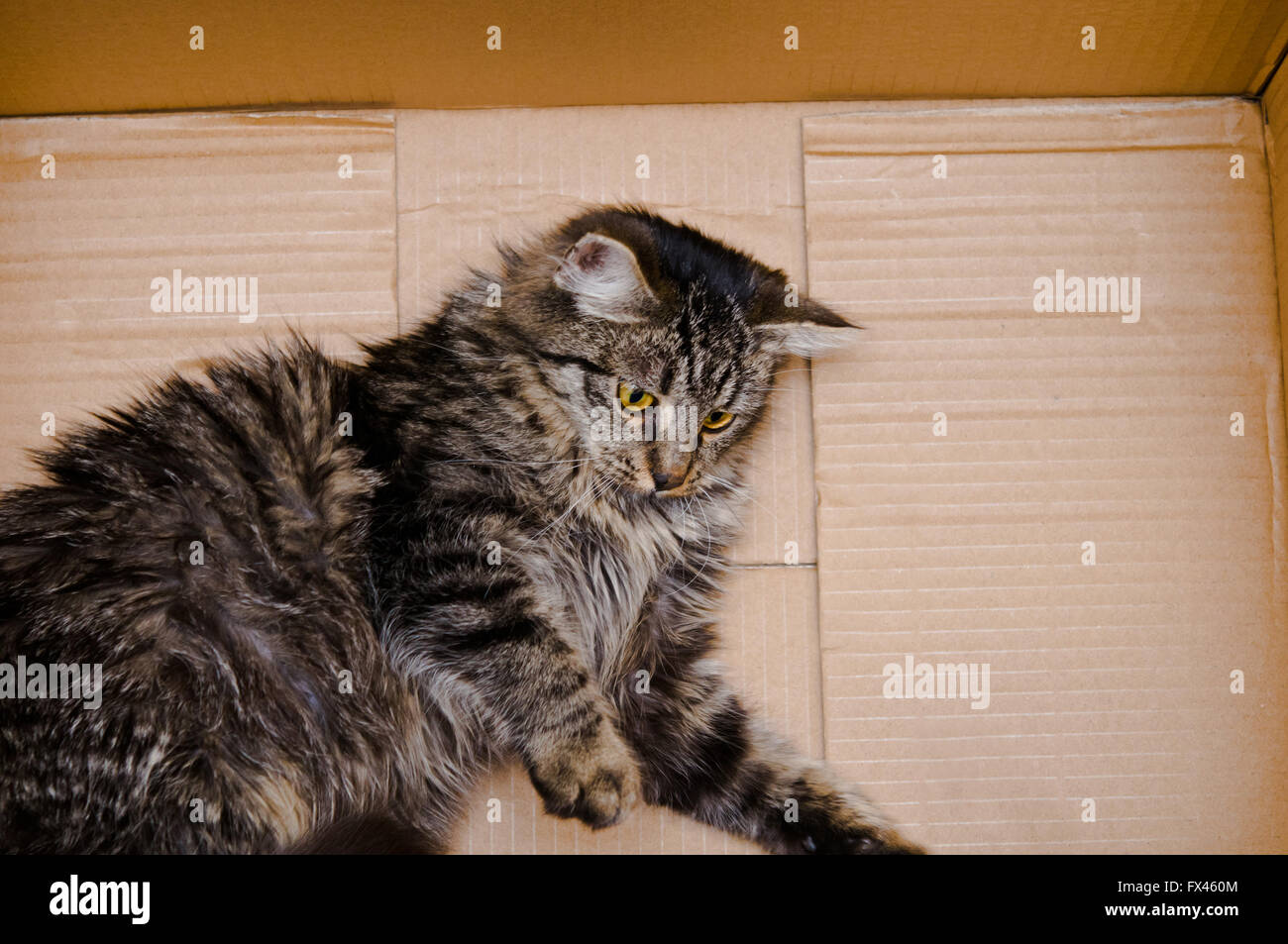 Gato doméstico dentro de una caja de cartón Fotografía de stock Alamy