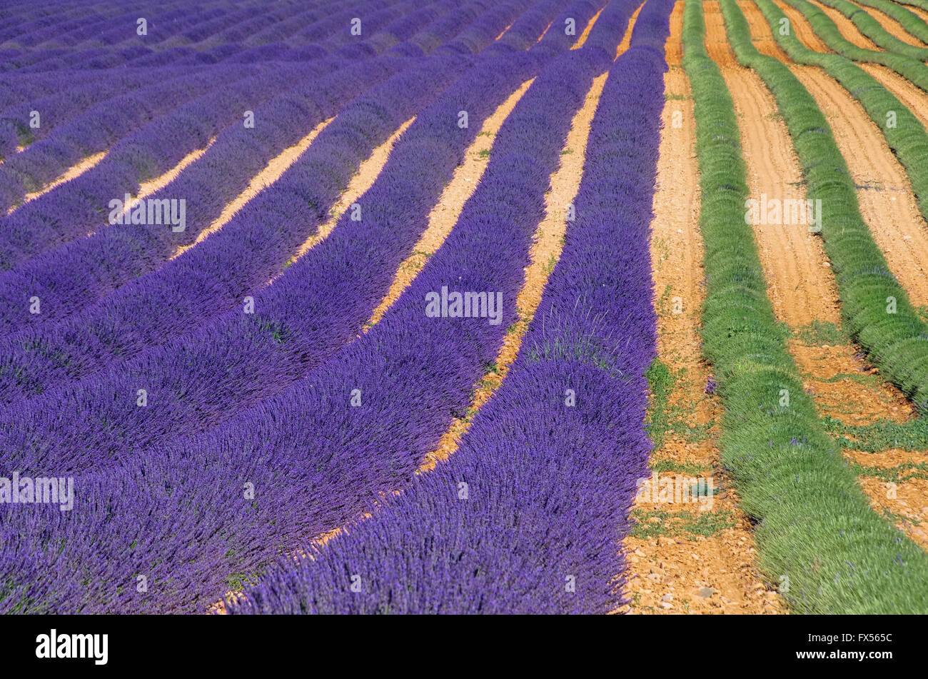 Ernte Lavendelfeld - lavanda cosecha de campo 02 Foto de stock