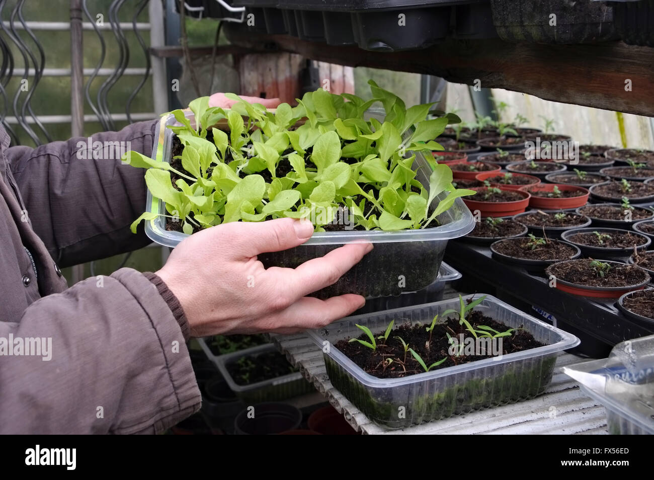 Pflanzenanzucht im Frühling - planta de cría en primavera en la casa de cristal Foto de stock