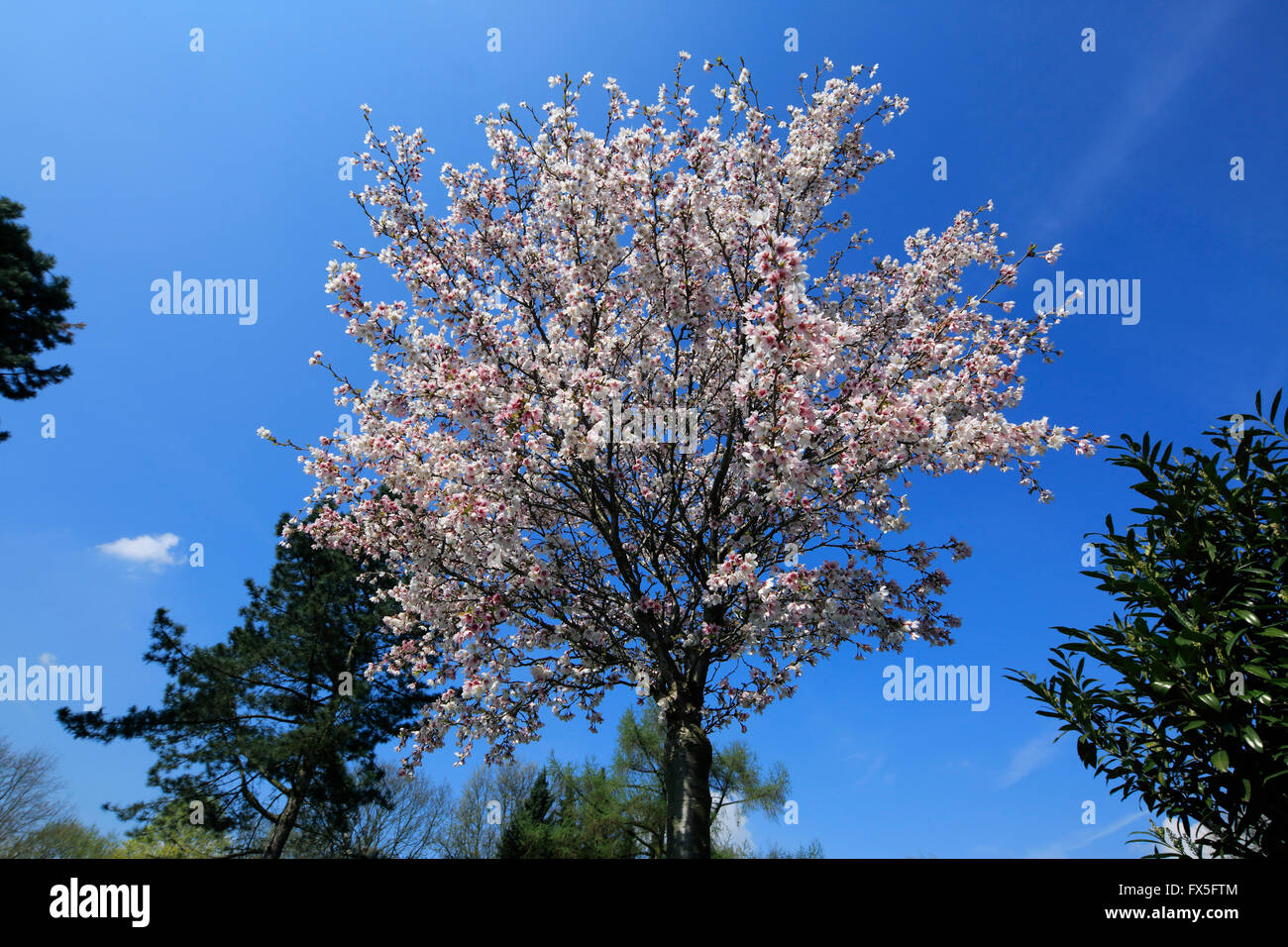 Natur, Jahreszeiten, Fruehling Baum, Baumbluete, weisse Blueten, Zierkirsche, Japanische Bluetenkirsche, Prunus serrulata Foto de stock