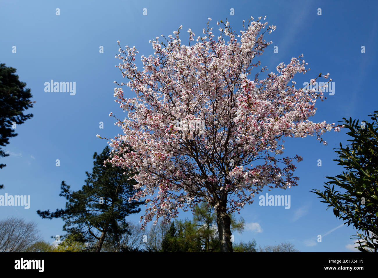 Natur, Jahreszeiten, Fruehling Baum, Baumbluete, weisse Blueten, Zierkirsche, Japanische Bluetenkirsche, Prunus serrulata Foto de stock